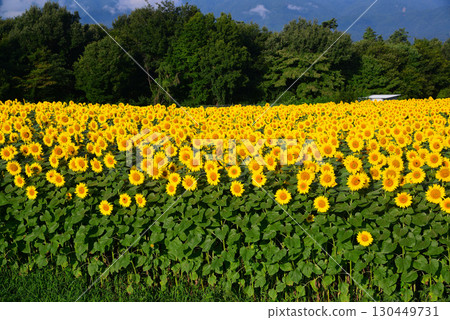 北陸市Akeno的向日葵領域 北陸市Akeno的向日葵領域 130449731