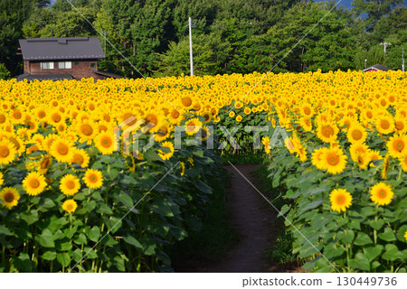 北陸市Akeno的向日葵領域 北陸市Akeno的向日葵領域 130449736
