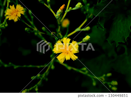 Lettuce flowers on a dark background, yellow flowers on a dark background, this photo can also be used as a background 130449851