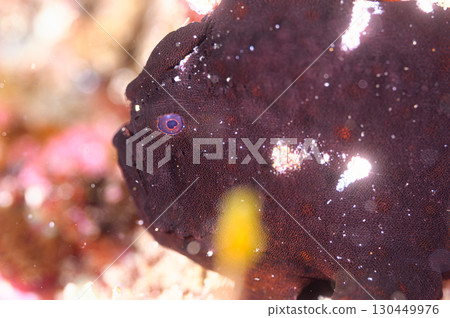 Frogfish, marine life 130449976