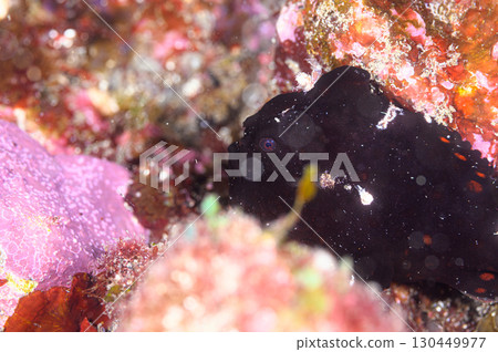 Frogfish, marine life 130449977
