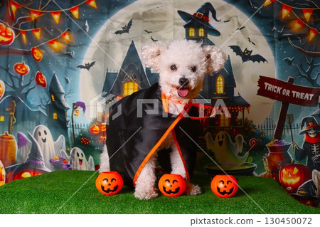 A cute white toy poodle wearing a Halloween cape A cute white toy poodle wearing a Halloween cape 130450072
