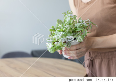 Woman holding tradescantia potted plant indoors. Closeup. Woman holding tradescantia potted plant indoors. Closeup. 130450173
