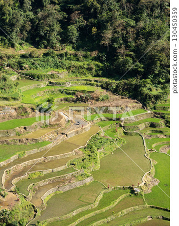 菲律賓巴拿威 130450359