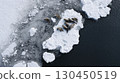 Winter wildlife aerial view: seals resting on ice floes in pristine arctic environment for nature exploration 130450519