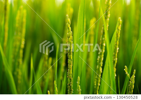 Rice. A large area of rice seedlings growing in the fields of Korea. 130450528