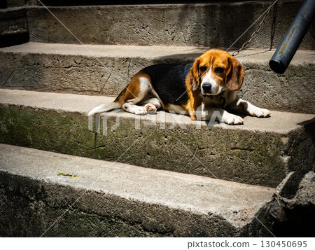 菲律賓巴拿威 130450695