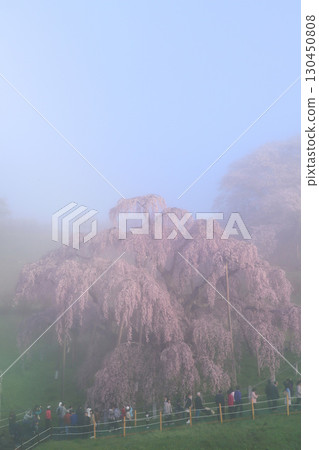 秋天的櫻花 130450808