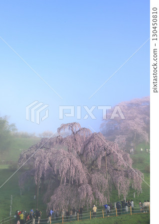 秋天的櫻花 130450810