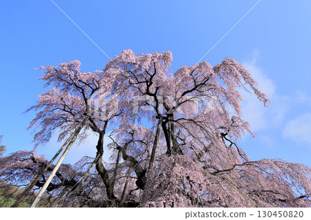 秋天的櫻花 130450820