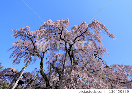 Cherry blossoms of the fall Cherry blossoms of the fall 130450829