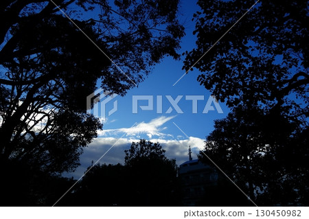 Sky of the trees 130450982