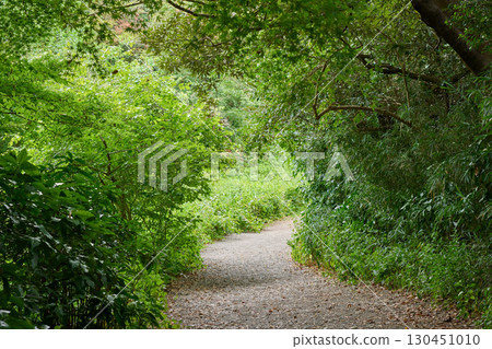 A road surrounded by green 130451010