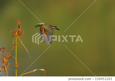 翠鳥拍打翅膀 翠鳥拍打翅膀 130451201