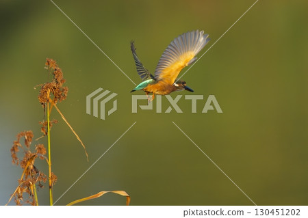 翠鳥拍打翅膀 翠鳥拍打翅膀 130451202