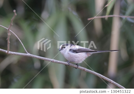 Long-tailed tit perching on a dead tree 130451322