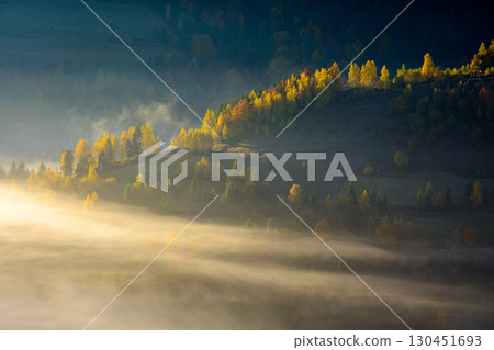 morning fog in mountain landscape. autumn in transylvania. beautiful scenery with trees on the hill among glowing mist. scenic nature background under light blue sky morning fog in mountain landscape. autumn in transylvania. beautiful scenery with trees on the hill among glowing mist. scenic nature background under light blue sky 130451693