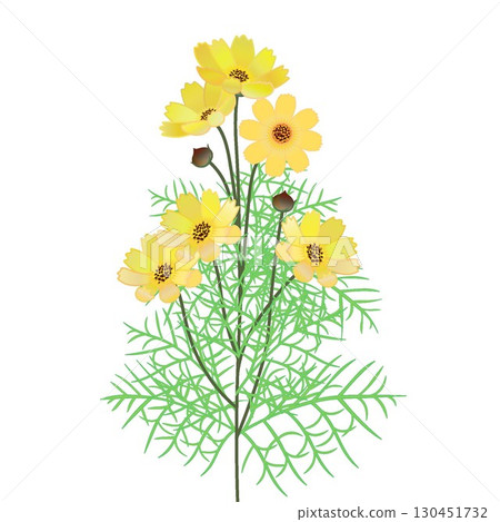 Cosmos illustration 130451732
