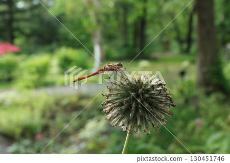 A red dragonfly resting on a plant 130451746