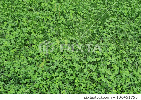 White clover White clover 130451753