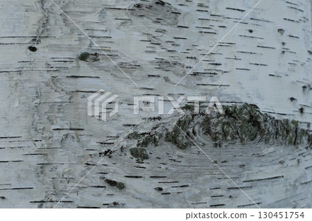 White birch tree skin 130451754