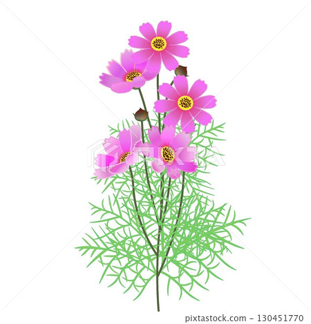 Cosmos illustration 130451770