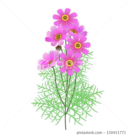 Cosmos illustration Cosmos illustration 130451771