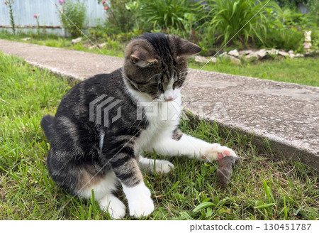 A playful grey and white feline leaps into the air on lush green grass, successfully catching a tiny mouse in a swift, amusing jump. A playful grey and white feline leaps into the air on lush green grass, successfully catching a tiny mouse in a swift, amusing jump. 130451787