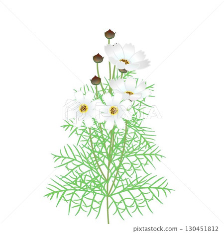 Cosmos illustration 130451812