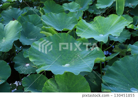 Lotus leaves growing in a pond 130451855