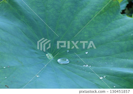 Water drops on lotus leaf Water drops on lotus leaf 130451857