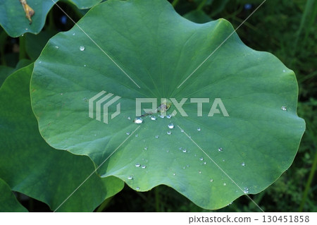 Water droplets accumulated in lotus leaves Water droplets accumulated in lotus leaves 130451858