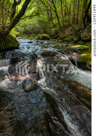 A waterfall leading to the Kikuchi Gorge with a clear stream flowing through nature A waterfall leading to the Kikuchi Gorge with a clear stream flowing through nature 130451949