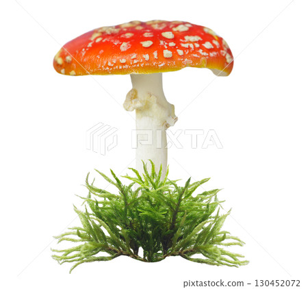 red fly agaric mushroom isolated on white background 130452072
