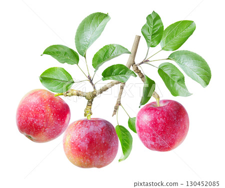 branch of ripe apples with leaves isolated on white background 130452085