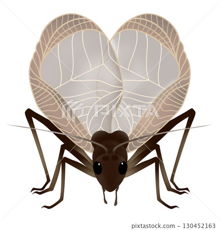 蟋蟀展翅鳴叫 蟋蟀展翅鳴叫 130452163