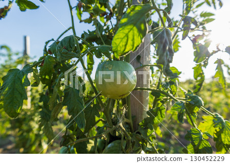 A plump green tomato hangs from a vine surrounded by lush green leaves under the warm sunlight in a garden during afternoon hours A plump green tomato hangs from a vine surrounded by lush green leaves under the warm sunlight in a garden during afternoon hours 130452229
