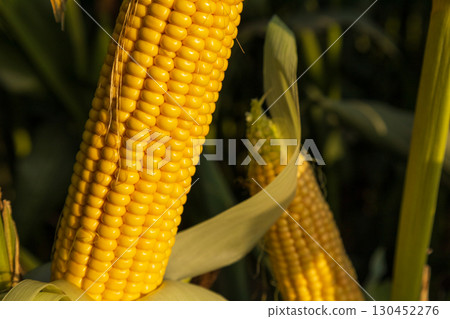 Golden corn cobs stand proudly among lush green leaves, showcasing their harvest readiness under warm sunlight Golden corn cobs stand proudly among lush green leaves, showcasing their harvest readiness under warm sunlight 130452276