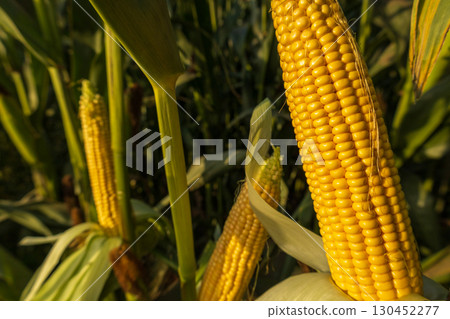 Several corn plants display ripe yellow ears in a field, illuminated by warm late afternoon sunlight, signaling harvest time 130452277