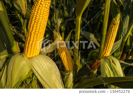 Ripe corn ears stand tall among green husks in a vibrant field, illuminated by warm sunlight during late summer days 130452278