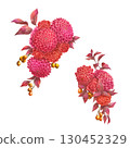 大麗花、雞冠花、玫瑰和莢蒾 130452329