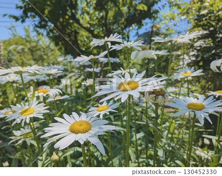 Shasta daisies shining against the blue sky Shasta daisies shining against the blue sky 130452330