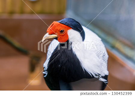 [#Zoo] Silver Pheasant 130452399