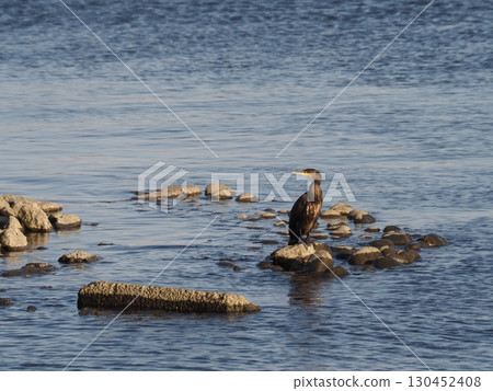 Cormorants living around the Arakawa River in Kawaguchi City 130452408