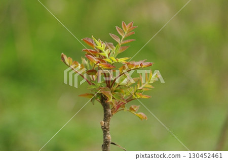 漆樹科植物的芽正在開放 130452461