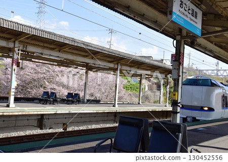 Otsu City: Platform at Ogoto Onsen Station on the Kosei Line, a passing train, and cherry blossoms in full bloom Otsu City: Platform at Ogoto Onsen Station on the Kosei Line, a passing train, and cherry blossoms in full bloom 130452556