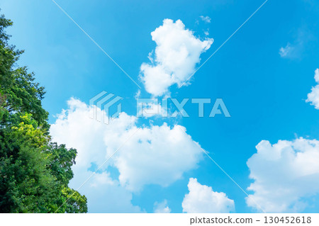 Blue sky, clouds and grove Blue sky, clouds and grove 130452618