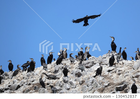 一頭牛的殖民地 一頭牛的殖民地 130452837