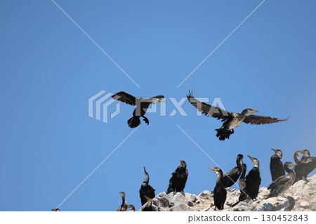 一頭牛的殖民地 一頭牛的殖民地 130452843