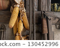 Yellow ripe dried corn cobs seeds decor hanged on wooden wall of old rural countrysdie barn. Rustic country farm interior detail decotation background wallpaper. Organic agriculture farmyard concept 130452996